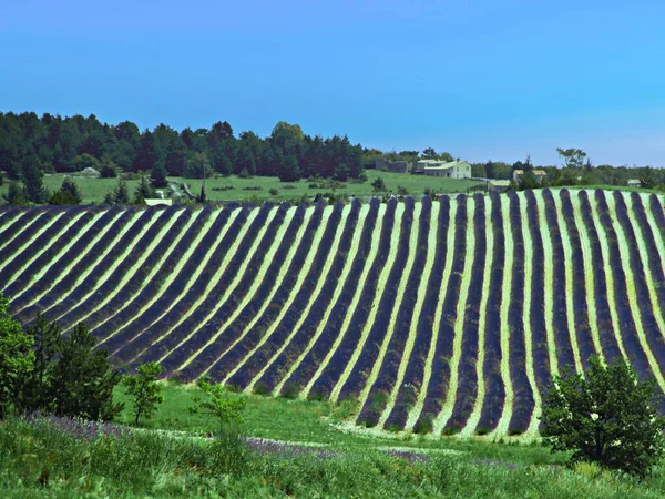 Frankrike Provence Vaucluse Lavendelfält — Stockfoto