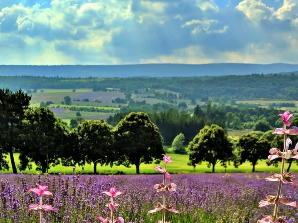 Provence, Fransa 'daki lavanta tarlası.