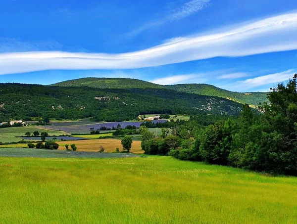 Fransa, Alpes-de-Haute-Provence, Valensole, lavanta tarlası.