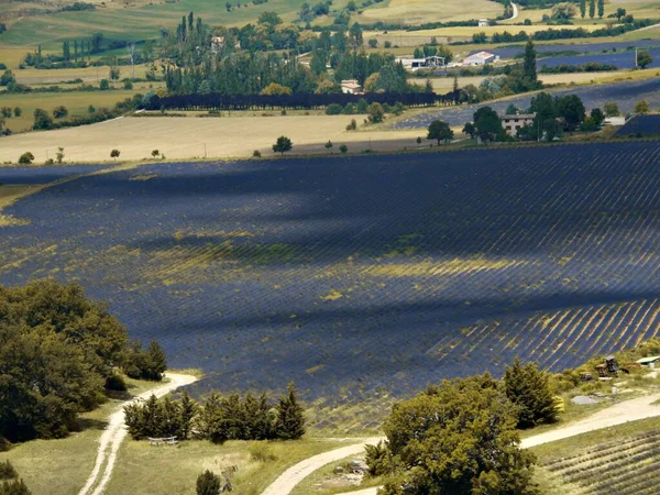 Güneş panelleri ve lavanta alanları (Lavandula sp) ve clary adaçayı (Salvia sclarea) alanı, hava manzarası, Valensole plato, Alpes de Haute Provence, Fransa.