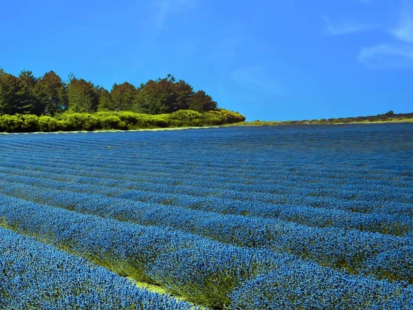 Bagnon yakınlarındaki lavanta tarlası, Vaucluse, Provence, Fransa.