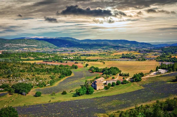 Yazın lavanta tarlaları, Valensole yaylası, Fransa.