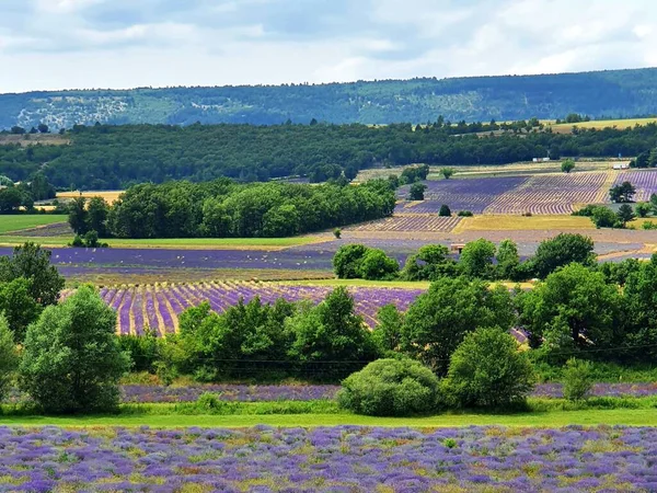 Fransa 'nın güneyindeki Provence' deki lavanta tarlası..