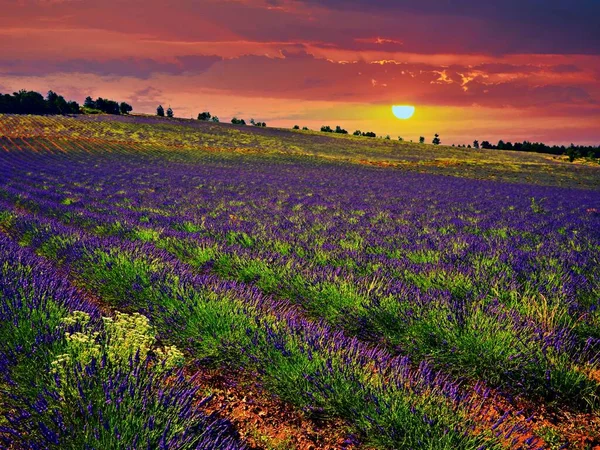 Lavendelvelden Bij Zonsondergang — Stockfoto