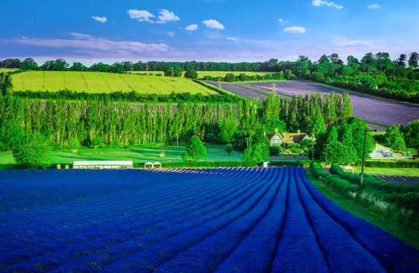 Yazın lavanta tarlaları, Güney Fransa 'da Valensole Platosu.