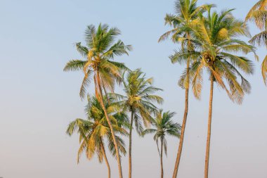 On a beautiful sunny day, a lovely coconut palm tree, backdrop.