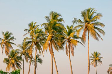 On a beautiful sunny day, a lovely coconut palm tree, backdrop.