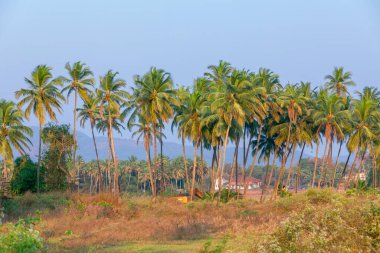 On a beautiful sunny day, a lovely coconut palm tree, backdrop.