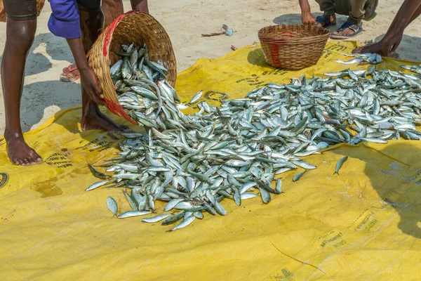Benaulim Beach Goa India April 2023 Fishermen Unloading Catch Strawllers — Stock Photo, Image