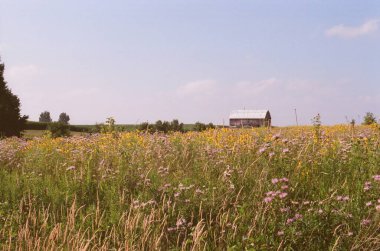 Ahırı ve büyük mavi gökyüzü olan güzel bir çiçek çayırı.