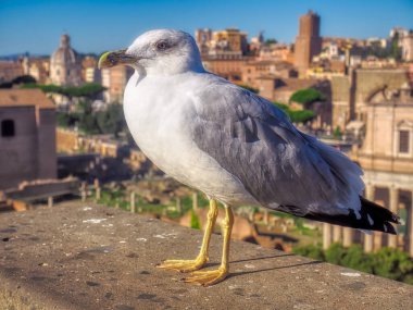 Roma Forumu, Roma, İtalya 'nın arka planında martı