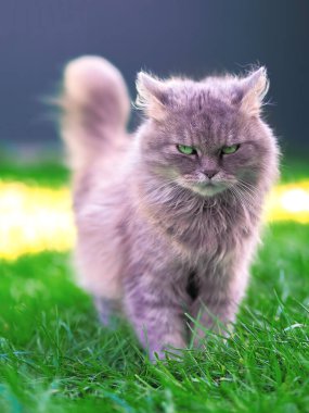 Yeşil çimlerde oynayan kedi