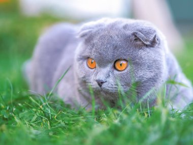 Yeşil çimlerde oynayan kedi