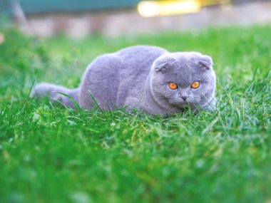 Yeşil çimlerde oynayan kedi