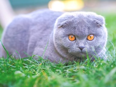 Yeşil çimlerde oynayan kedi