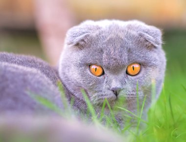 Yeşil çimlerde oynayan kedi