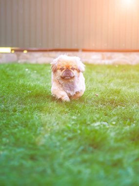 Köpek koşuyor ve yeşil çimlerde zıplıyor.