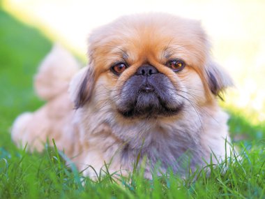 Köpek koşuyor ve yeşil çimlerde zıplıyor.