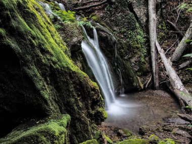 Bahar sisli ormanında şelale