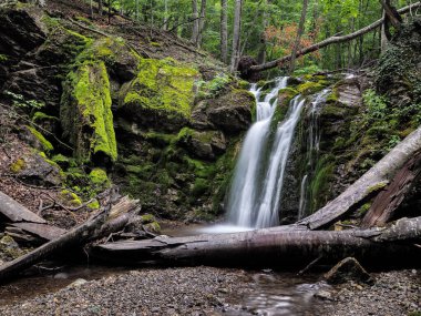 Bahar sisli ormanında şelale