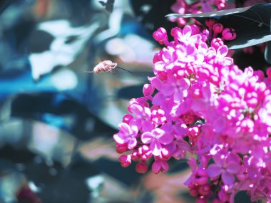 Mor leylakta kelebek machaon