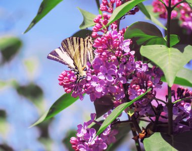 Mor leylakta kelebek machaon