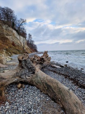 Okyanus ve ormanlı güzel bir manzara.