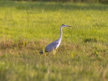 Otların arasında bir kuş