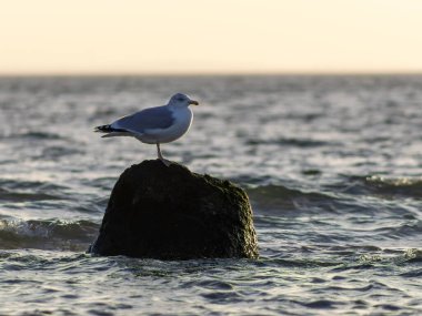Martı deniz kıyısında
