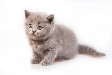 Gri İngiliz kedi yavrusu (beyaz üzerine izole edilmiş))