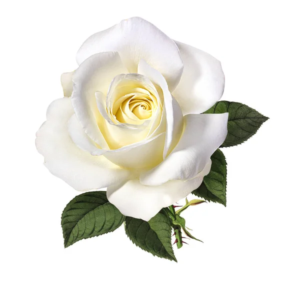 在白色背景上隔离的玫瑰 — 图库照片
