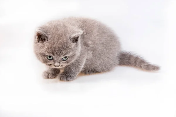 Graues Britisches Katzenkätzchen Isoliert Auf Weiß — Stockfoto