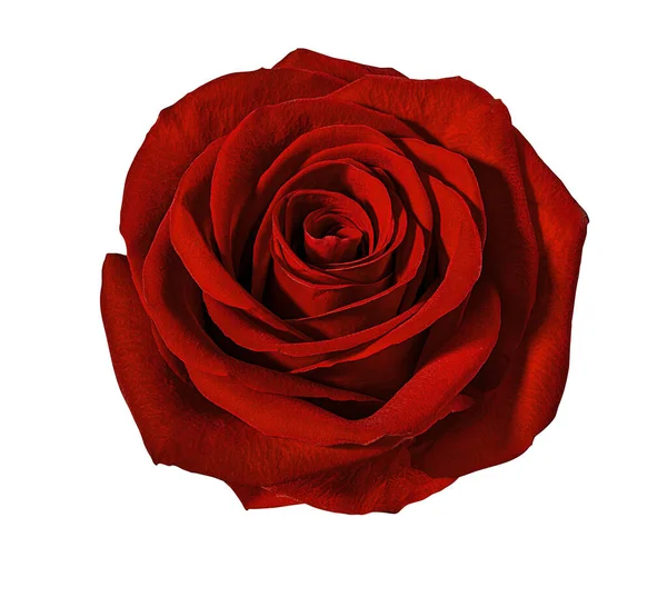 Mawar Diisolasi Pada Latar Belakang Putih Stok Gambar Bebas Royalti