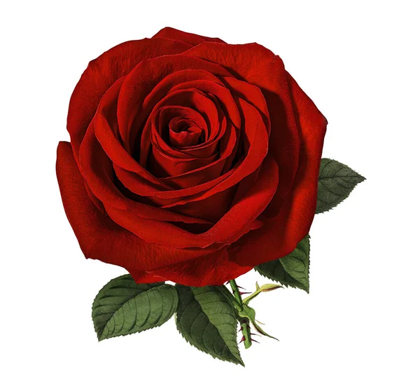 Růže Izolované Bílém Pozadí Stock Obrázky