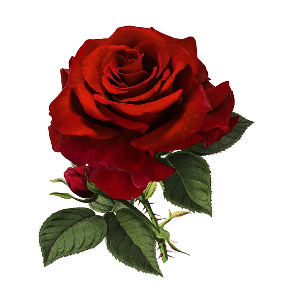 Růže Izolované Bílém Pozadí Royalty Free Stock Fotografie