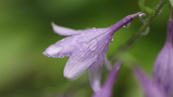 Flower Dew Droplets Footage Clip — Vídeo de Stock