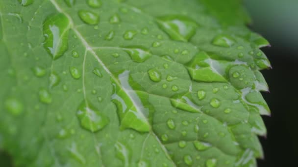 Short Video Wet Green Leaves — Vídeos de Stock
