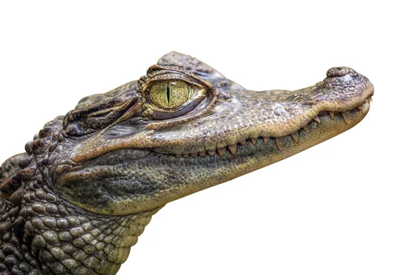 crocodile head close up isolated on white