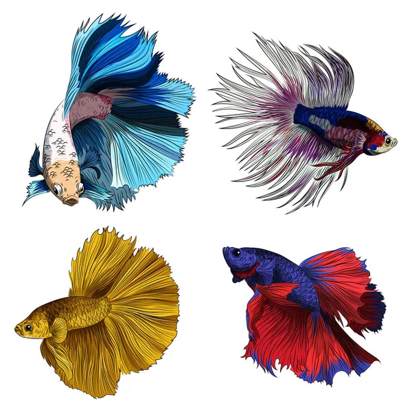美しいカラフルなベータ魚のイラストのセット — ストックベクタ