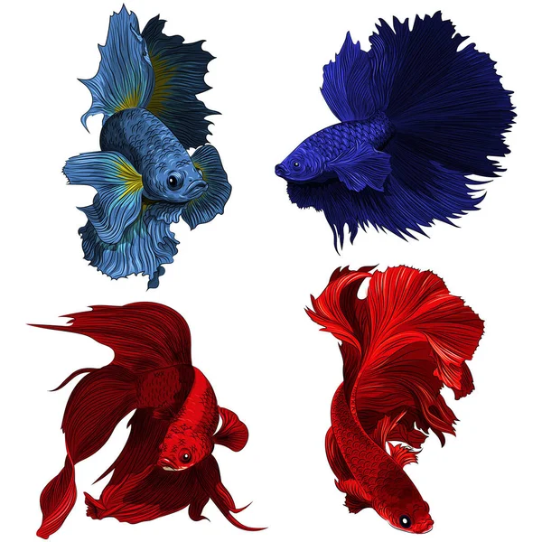 Sæt Smukke Farverige Betta Fisk Vektor Illustration – Stock-vektor