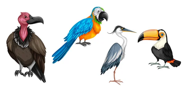 Vettore Realistico Diversi Tipi Uccelli — Vettoriale Stock