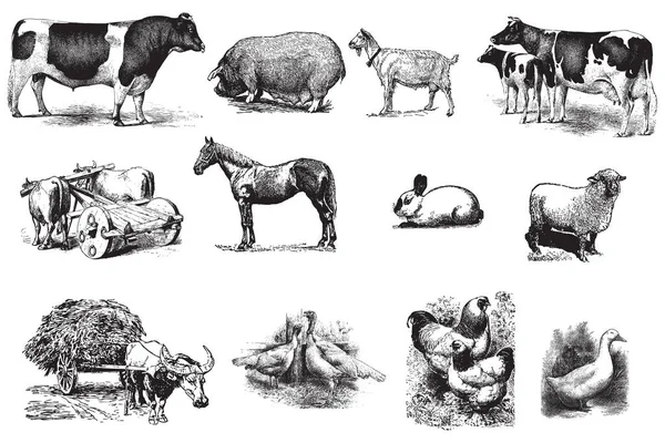 Vector Conjunto Animales Granja Mano Dibujado Blanco — Archivo Imágenes Vectoriales