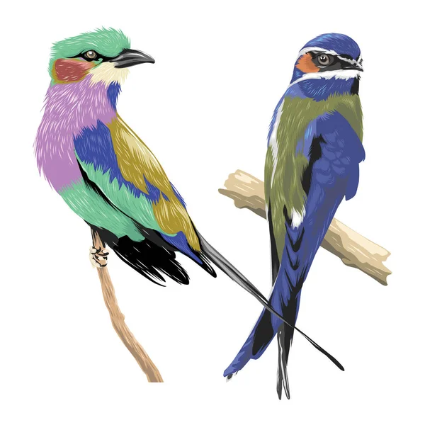 Vacker Färgglad Tropisk Fågel Realistisk Vektor — Stock vektor