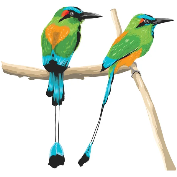 Bellissimo Colorato Uccello Tropicale Vettore Realistico — Vettoriale Stock