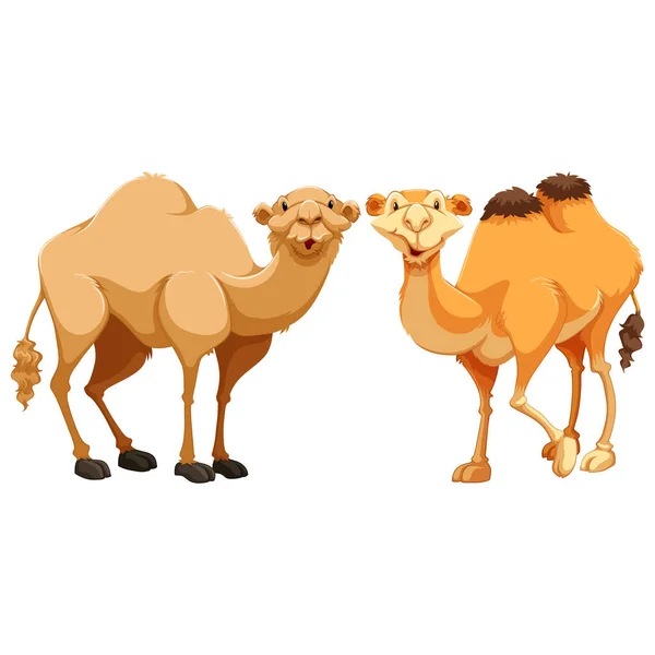 Ilustración Vector Camello Dibujos Animados Aislados Blanco — Vector de stock