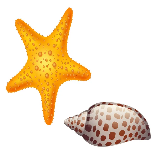 ヒトデと貝殻を白で隔てたベクトル図です — ストックベクタ