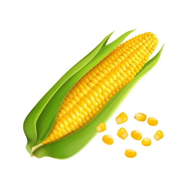 Realna Kukurydza Wektorowa Izolowana Białym — Wektor stockowy