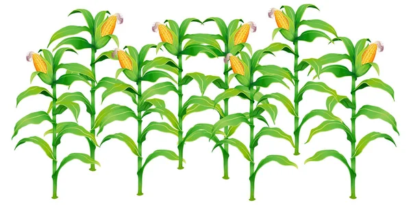 Векторная Иллюстрация Кукурузы — стоковый вектор