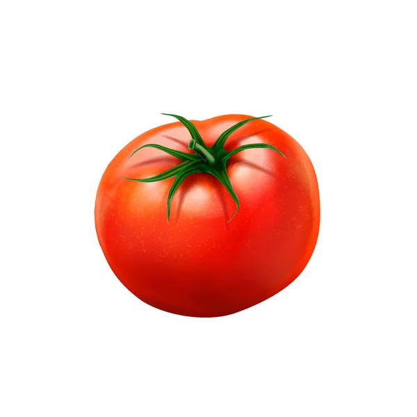 Vektor Realistik Tomat Matang Terisolasi Pada Putih - Stok Vektor