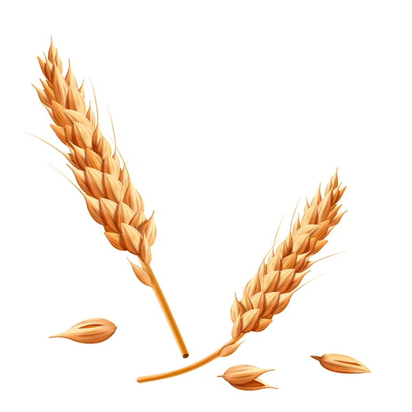Векторная Реалистичная Пшеница Изолированная Белом — стоковый вектор